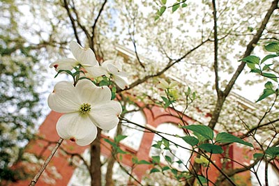 Dogwood Tree